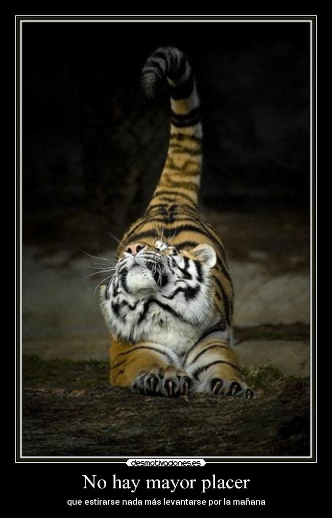 No hay mayor placer - que estirarse nada más levantarse por la mañana