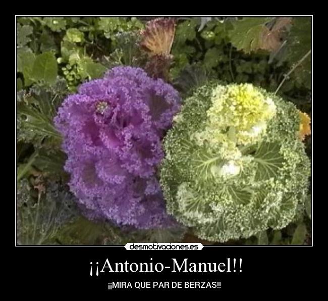 ¡¡Antonio-Manuel!! - ¡¡MIRA QUE PAR DE BERZAS!!