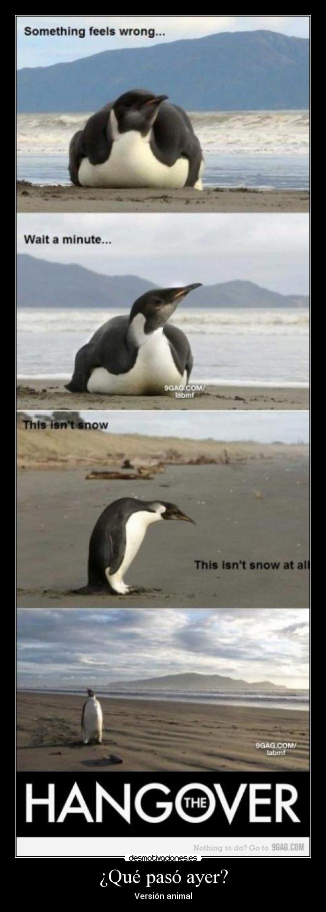 ¿Qué pasó ayer? - Versión animal