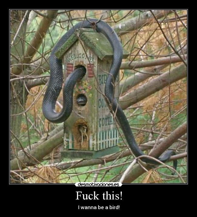 Fuck this! - I wanna be a bird!