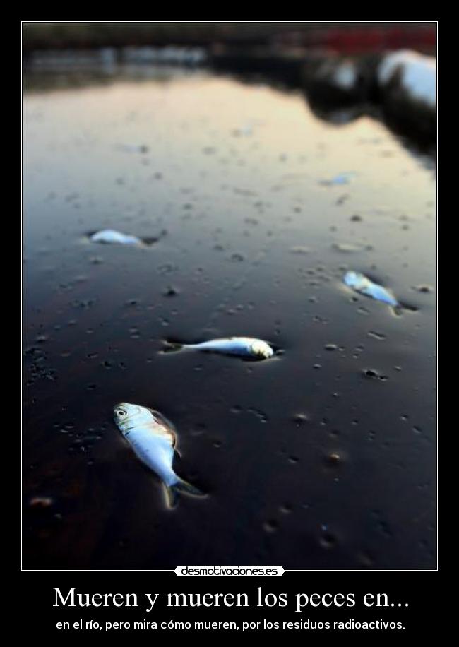 Mueren y mueren los peces en... - en el río, pero mira cómo mueren, por los residuos radioactivos.
