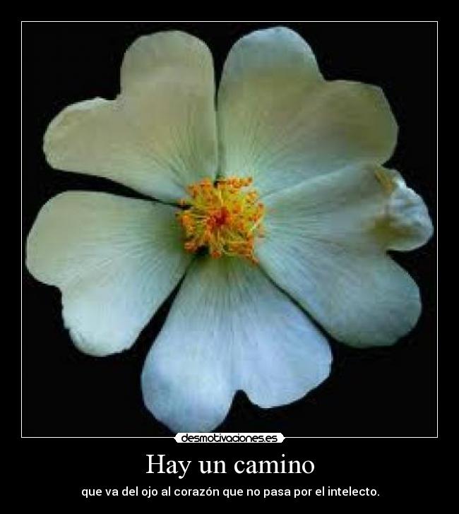 Hay un camino - que va del ojo al corazón que no pasa por el intelecto.