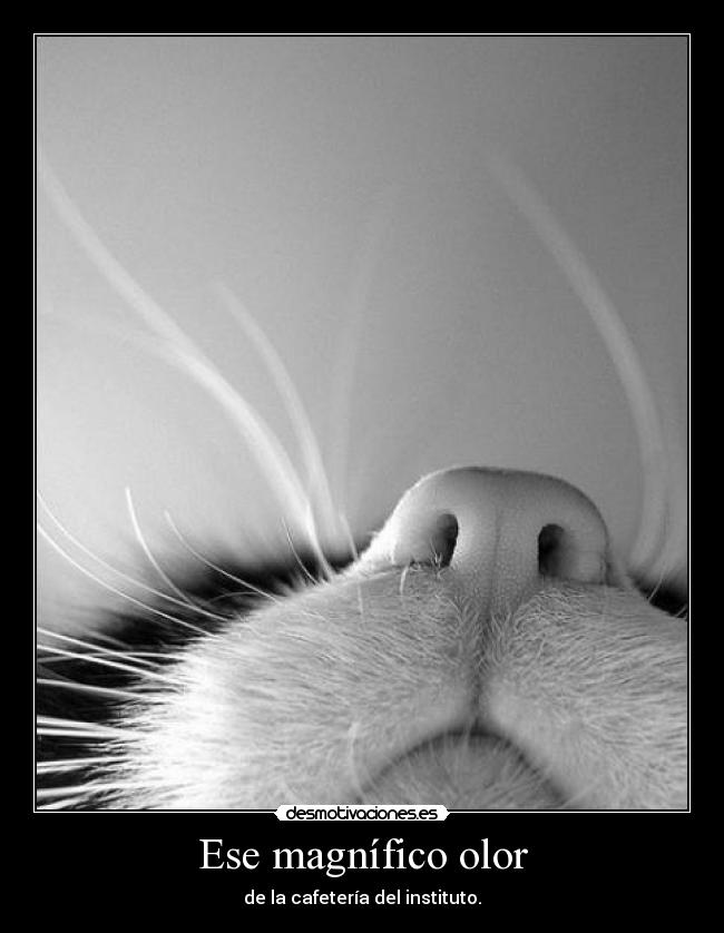 Ese magnífico olor -