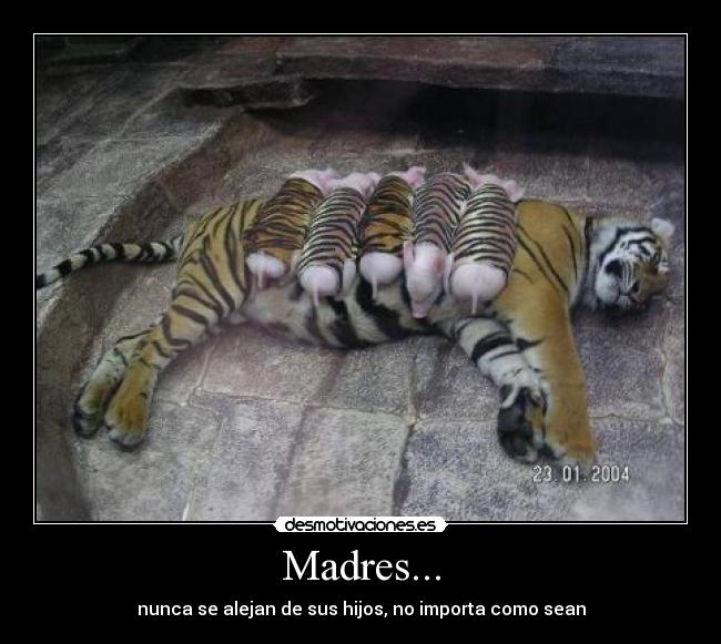 carteles madrs desmotivaciones