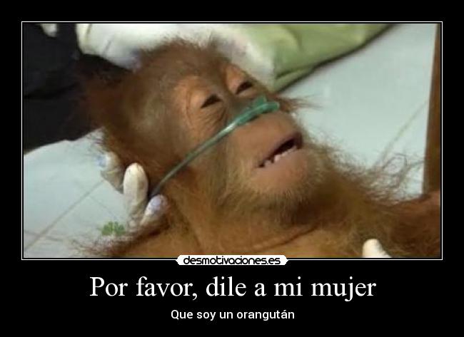 carteles mujer las ardillas molan los orangutanes tambien desmotivaciones