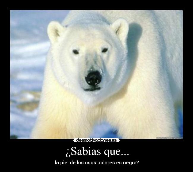 ¿Sabias que... -