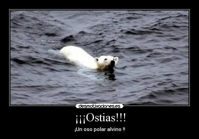 ¡¡¡Ostias!!! - ¡Un oso polar alvino !!