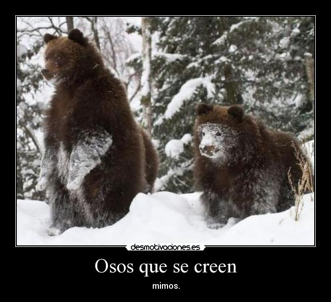 Osos que se creen - 