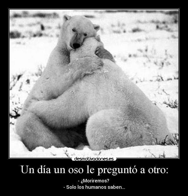 carteles dia oso pregunto otro desmotivaciones