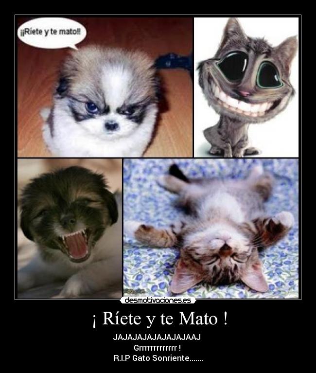 ¡ Ríete y te Mato ! - JAJAJAJAJAJAJAJAAJ 
Grrrrrrrrrrrrr ! 
R.I.P Gato Sonriente.......
