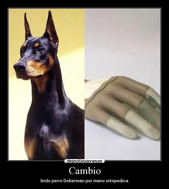 Cambio - lindo perro Doberman por mano ortopedica.