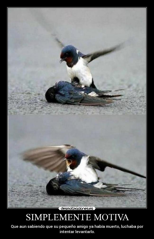 SIMPLEMENTE MOTIVA - 
