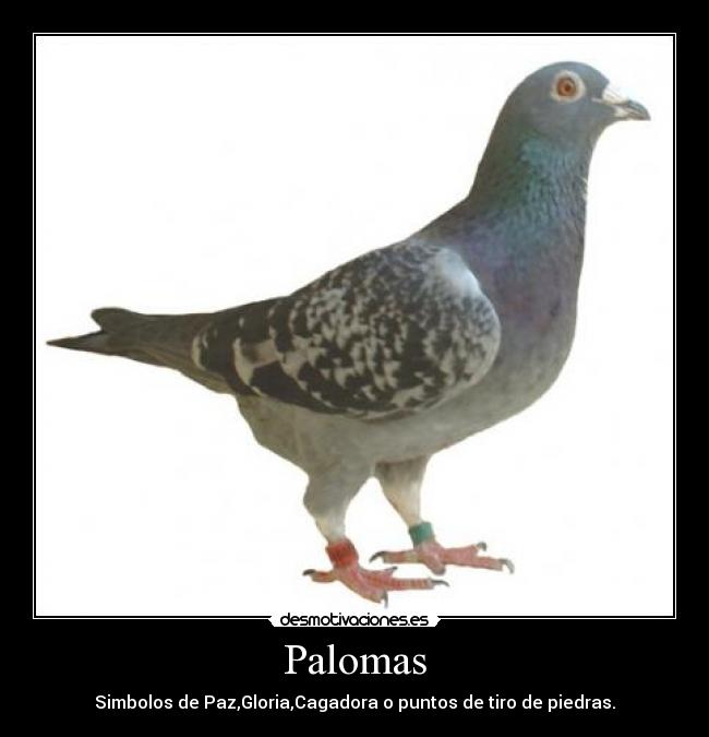 Palomas - Simbolos de Paz,Gloria,Cagadora o puntos de tiro de piedras.