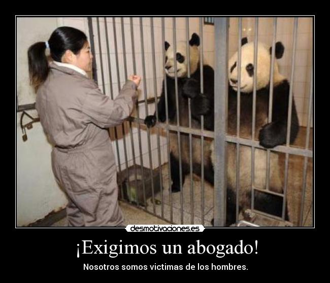 ¡Exigimos un abogado! - Nosotros somos victimas de los hombres.