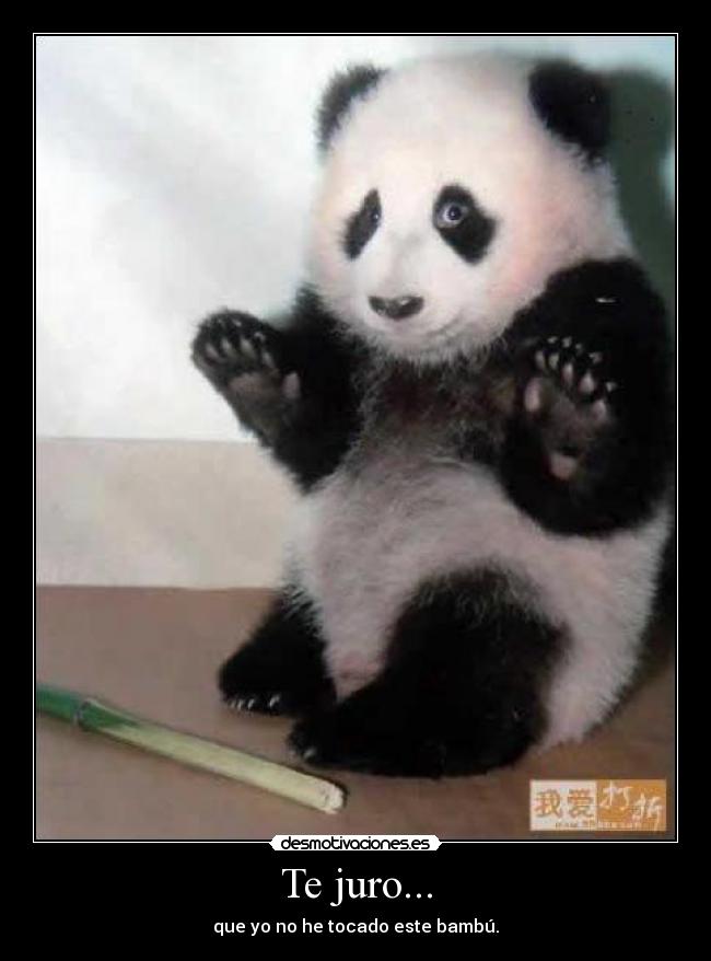 Te juro... - que yo no he tocado este bambú.