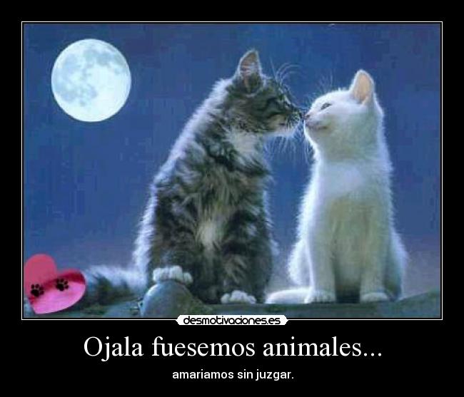 Ojala fuesemos animales... - amariamos sin juzgar.