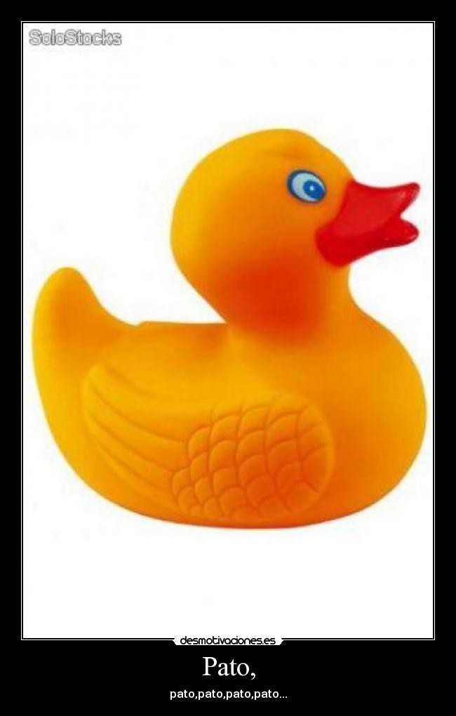 Pato, - pato,pato,pato,pato...