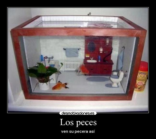 Los peces - ven su pecera así