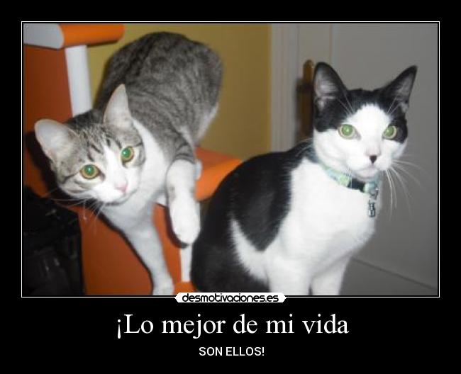 carteles vida mascotas amigos desmotivaciones