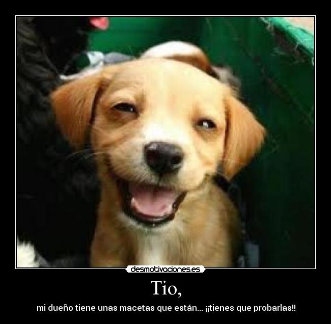 Tio, - mi dueño tiene unas macetas que están... ¡¡tienes que probarlas!!