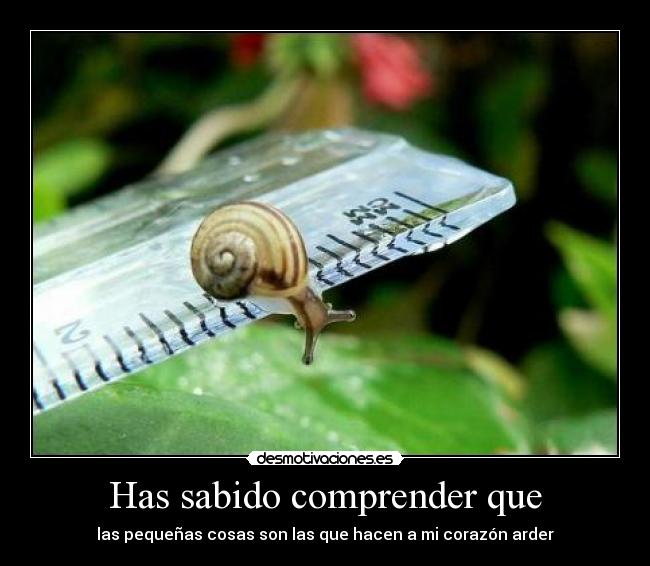 Has sabido comprender que - las pequeñas cosas son las que hacen a mi corazón arder