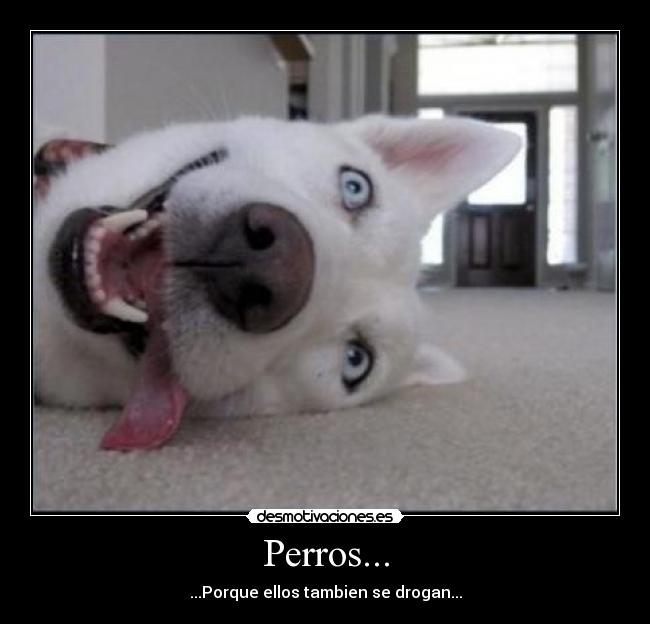 Perros... -