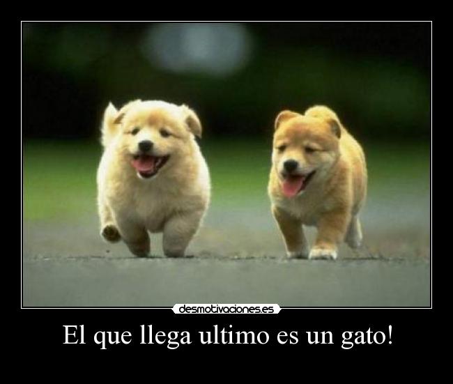 El que llega ultimo es un gato! - 