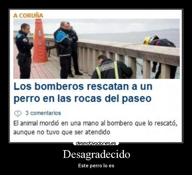 carteles perro desagradecido bombero mordio desmotivaciones
