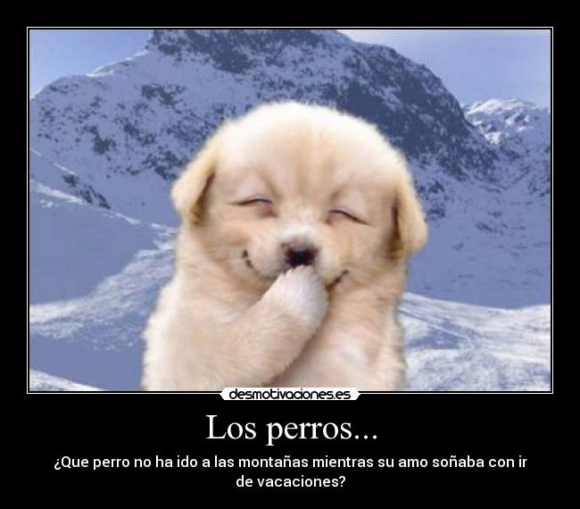 Los perros... - 