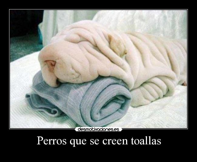 Perros que se creen toallas - 