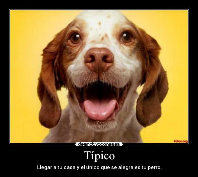 Típico - Llegar a tu casa y el único que se alegra es tu perro.