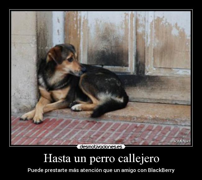 Hasta un perro callejero - 