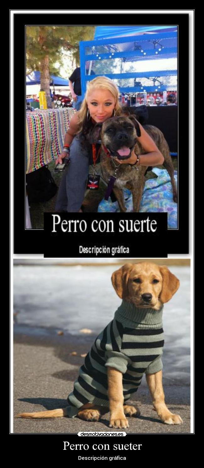 Perro con sueter - Descripción gráfica