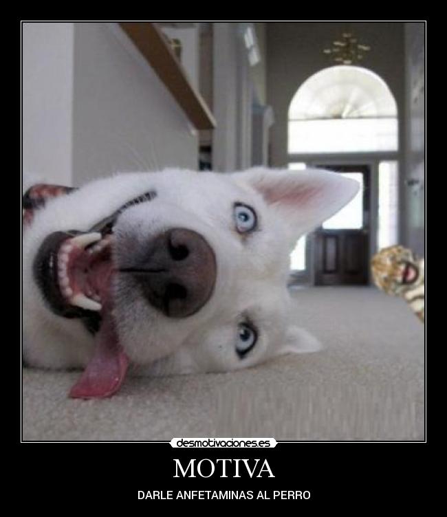 carteles tigretoneh clanng clantigretoneh desmotivaciones