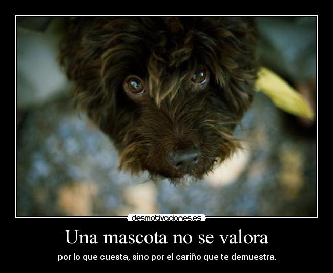 Una mascota no se valora - por lo que cuesta, sino por el cariño que te demuestra.