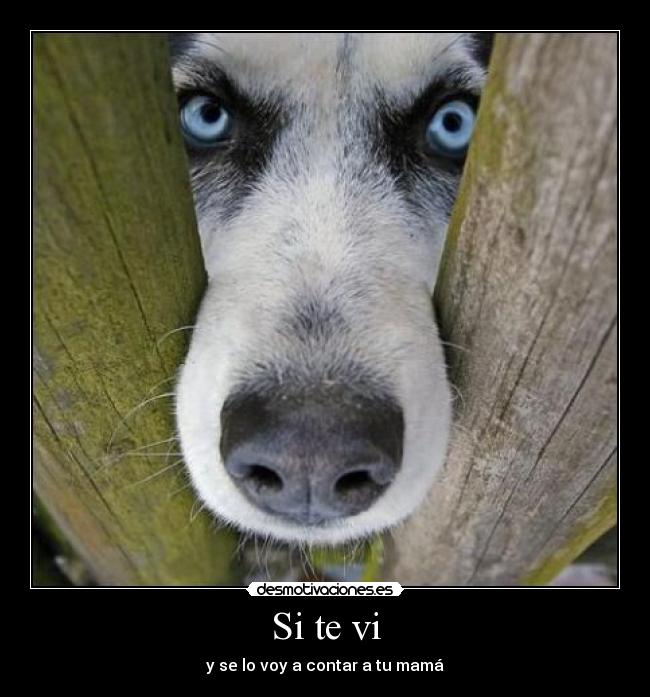 Si te vi - y se lo voy a contar a tu mamá