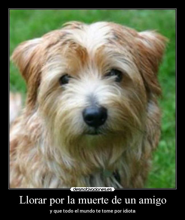 Llorar por la muerte de un amigo -