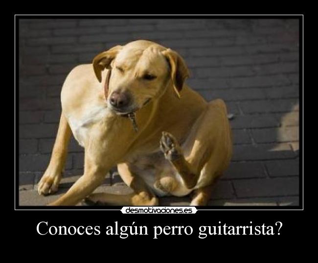 Conoces algún perro guitarrista? - 