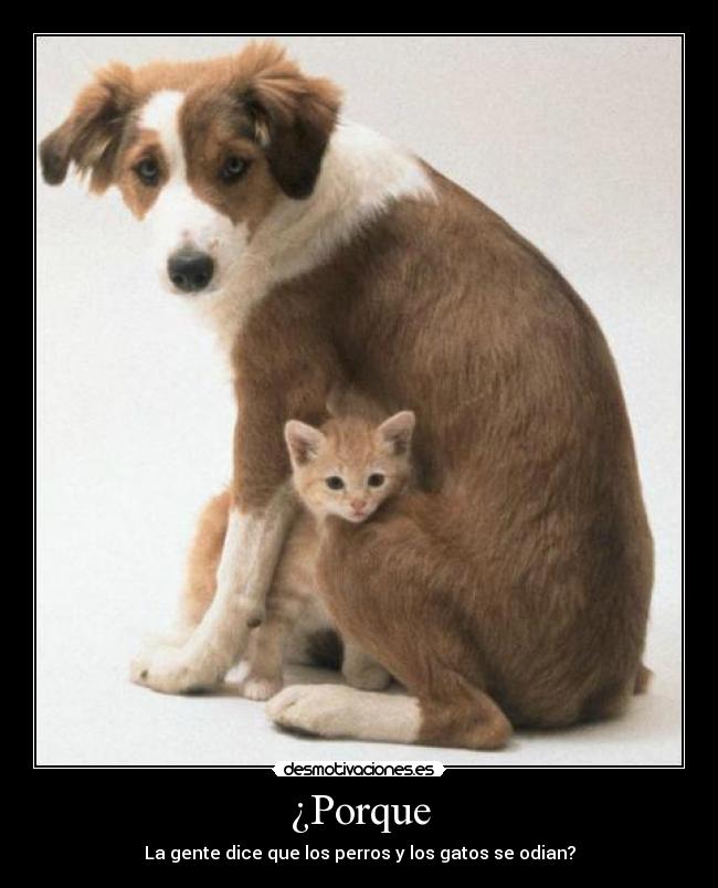 ¿Porque - La gente dice que los perros y los gatos se odian?