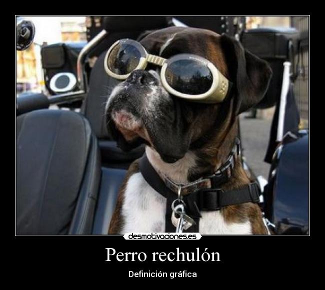 Perro rechulón -