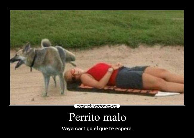 Perrito malo -
