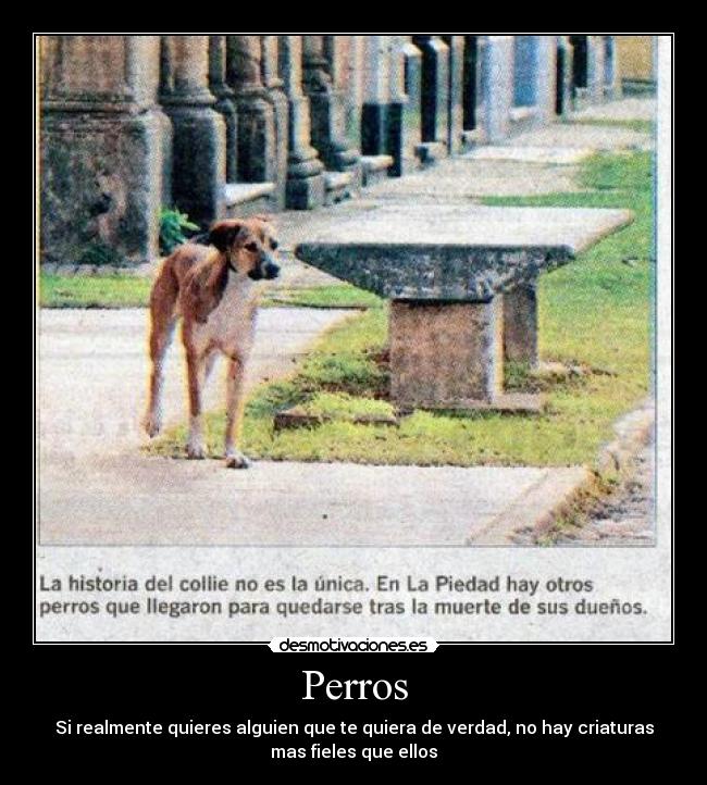 Perros - Si realmente quieres alguien que te quiera de verdad, no hay criaturas
mas fieles que ellos