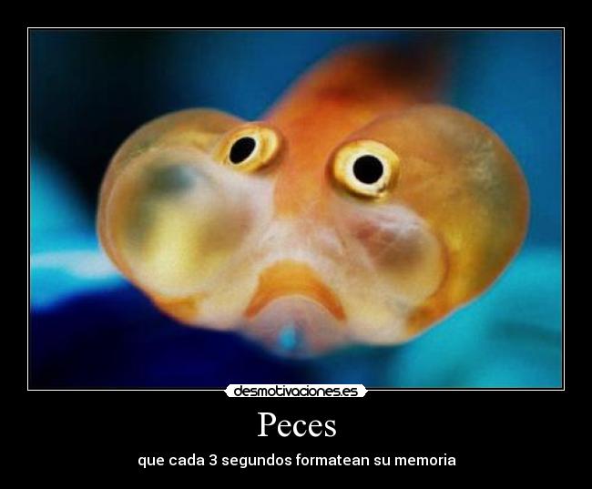Peces -