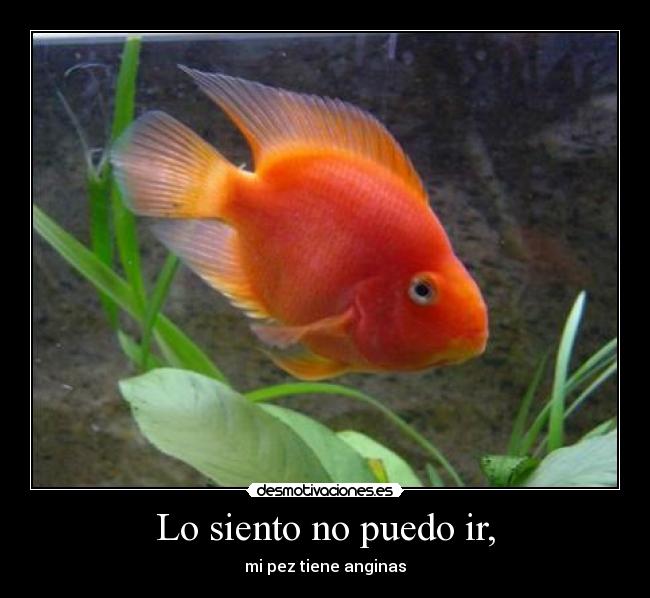 Lo siento no puedo ir, - mi pez tiene anginas
