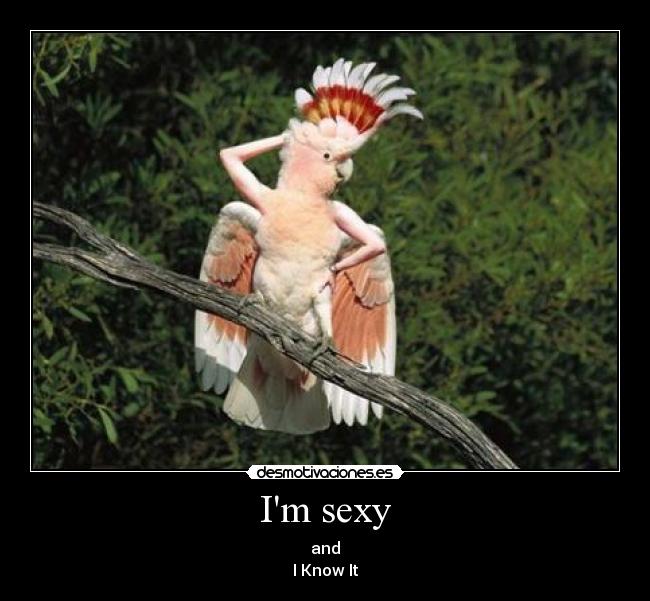 Im sexy - and
I Know It