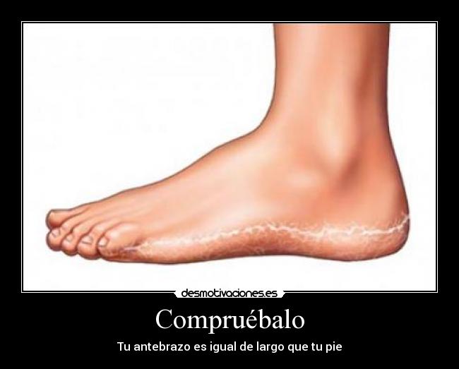 Compruébalo - Tu antebrazo es igual de largo que tu pie