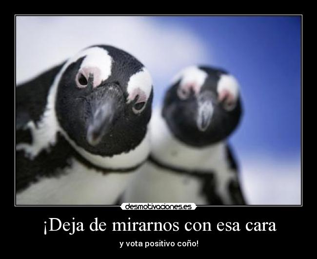 carteles pinguinos desmotivaciones