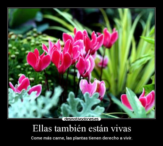 Ellas también están vivas - 