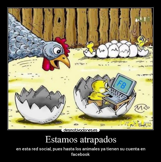 Estamos atrapados - en esta red social, pues hasta los animales ya tienen su cuenta en facebook