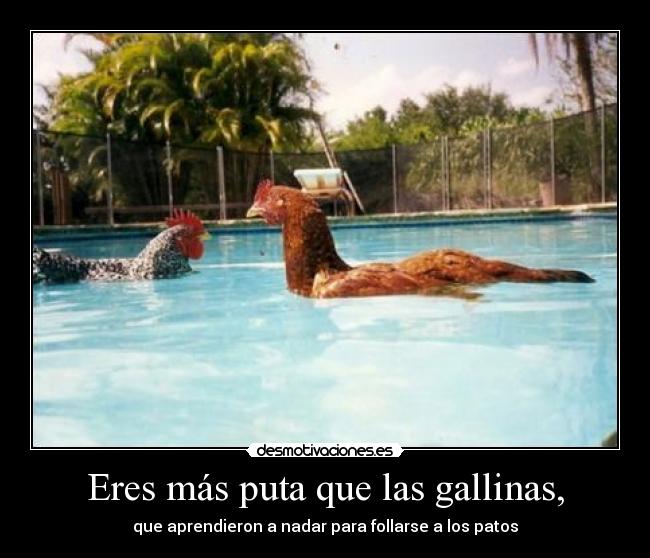 Eres más puta que las gallinas, - 
